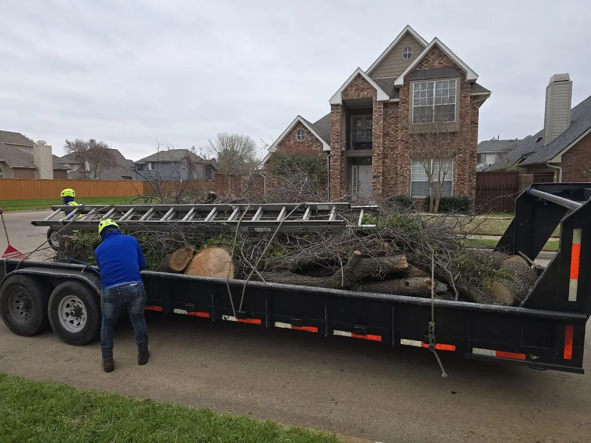 Expert Tree Removal with proper safety equipment in Pratts